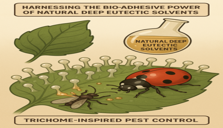 Harnessing the bio-adhesive power of natural deep eutectic solvents for trichome-inspired pest control